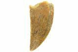 Serrated, Raptor Tooth - Real Dinosaur Tooth #251798-1
